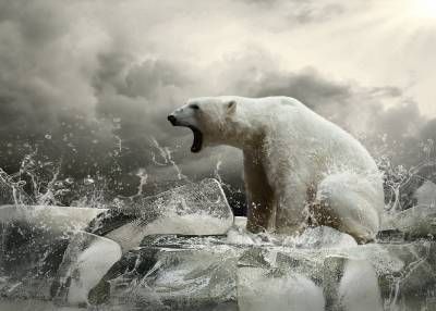قطب شمال خرس قطبی سرما 3