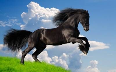 اسب سیاه حیوان