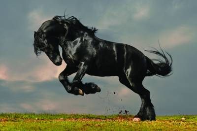 اسب سیاه حیوان 1