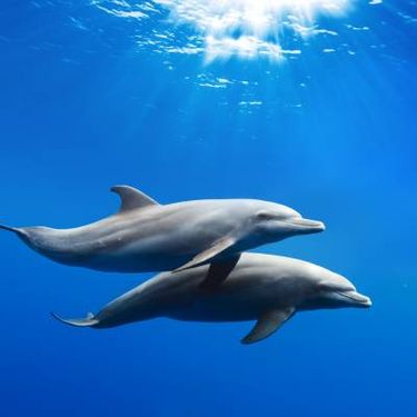 دلفین آبزیان دریا اقیانوس