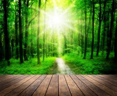 طبیعت جنگل منظره راه مسیر نور خورشید