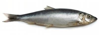 آبزیان دریا اقیانوس ماهی