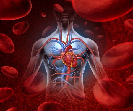 خون گلبول های قرمز علوم پزشکی بدن