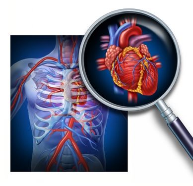قلب عضو بدن انسان علم پزشکی