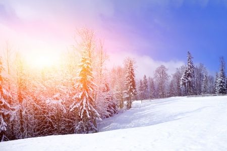 طبیعت برف جنگل زمستان منظره سرما خورشید