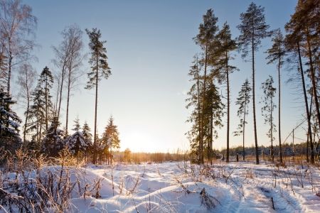 طبیعت زمستان منظره درخت جنگل سرما