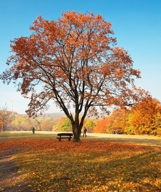 پارک جنگل نیمکت طبیعت پاییز