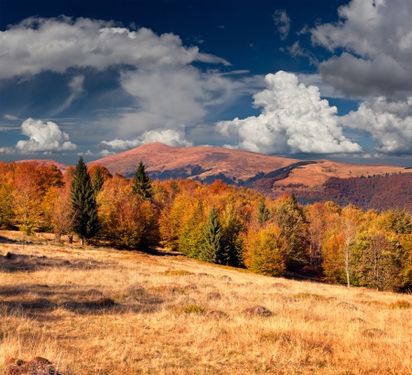 منظره بسیار زیبا درخت جنگل پاییز