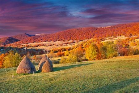 منظره بسیار زیبا درخت جنگل پاییز 1