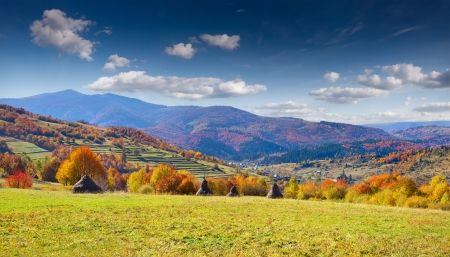 منظره بسیار زیبا درخت جنگل پاییز 2