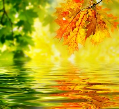 درخت برگ زرد فصل پاییز طبیعت آب