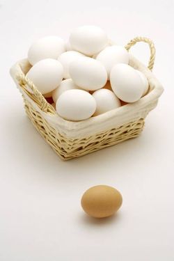 سبد تخم مرغ محلی و صنعتی