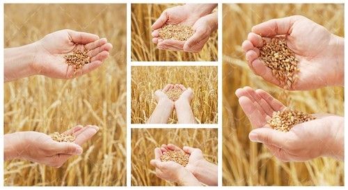 زمین گندم مزرعه گندم خوشه گندم