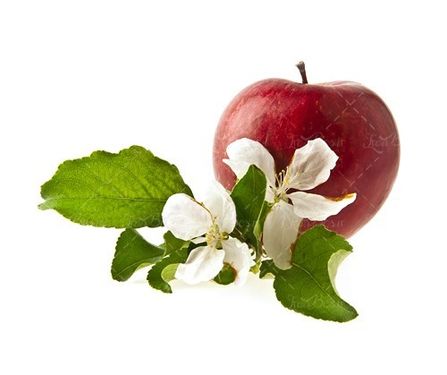میوه سیب سرخ شکوفه سیب 