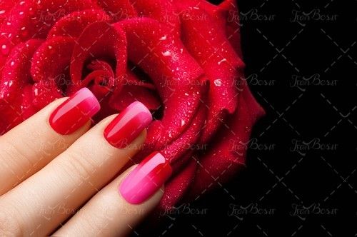 لاک ناخن قرمز جگری  و صورتی 1