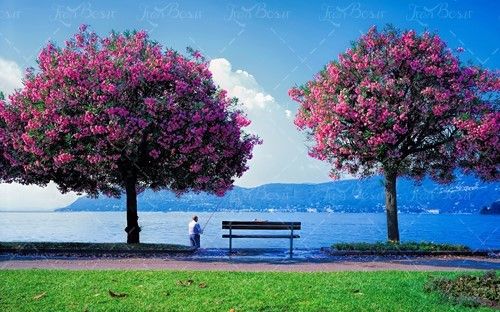 بهار درخت منظره دریاچه ماهیگیری