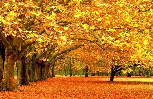 پاییز برگ ریزان جنگل برگ زیر درخت 