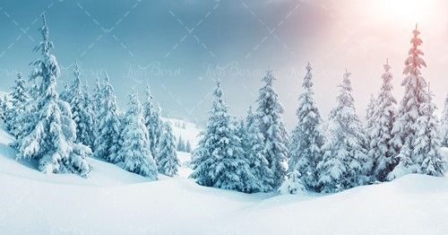 زمستان درختان پوشیده از برف 