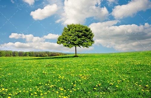 بهار آسمان آبی ابر درخت دشت 