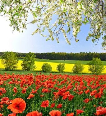 دشت لاله طبیعت منظره گل بهار 