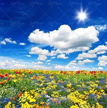طبیعت بهاری گل های زرد و قرمز 