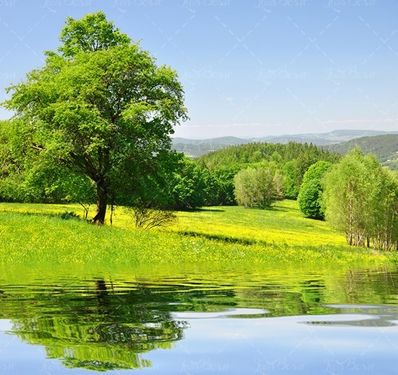 دریاچه درخت جنگل منظره طبیعت 