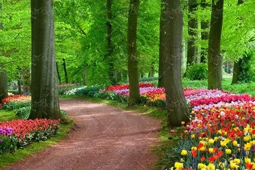 گلهای تزئینی پارک جنگلی 