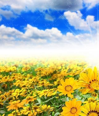 طبیعت گل زرد دشت گل زرد 