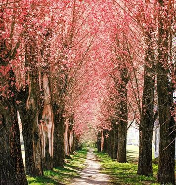 بهار شکوفه درختان طبیعت منظره 