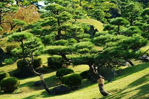 درخت منظره چشم انداز طبیعت 1