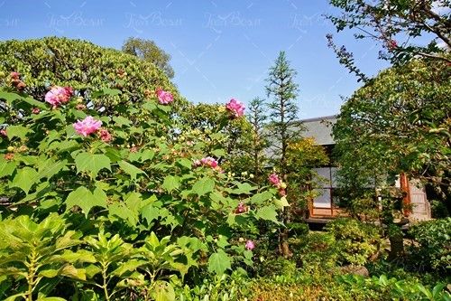 خانه ویلایی حیاط سر سبز