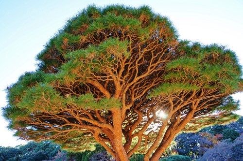 درخت کاج تنومند شاخه شاخه 