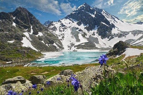 بهار گل آبی منظره کوه طبیعت 