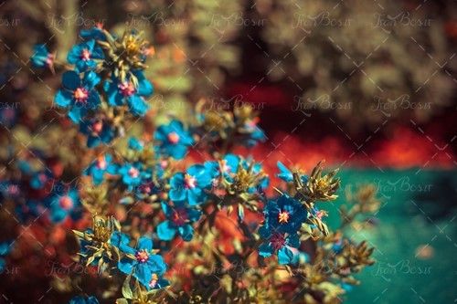 بهار شکوفه آبی طبیعت منظره 