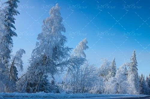 زمستان درخت برف جاده منظره 