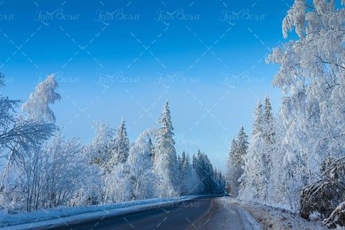 زمستان درخت برف جاده برفی