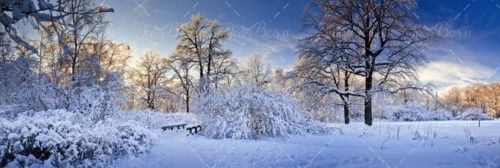 زمستان درخت برف پل چوبی 