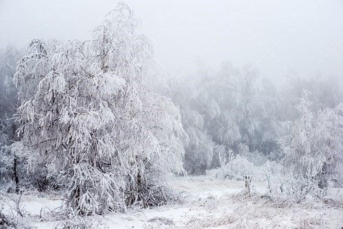 زمستان برف روی درخت طبیعت 