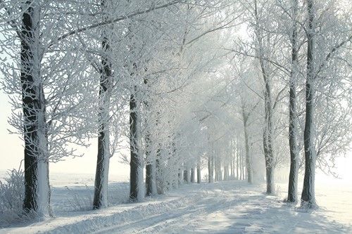 برف روی شاخه درختان منظره 