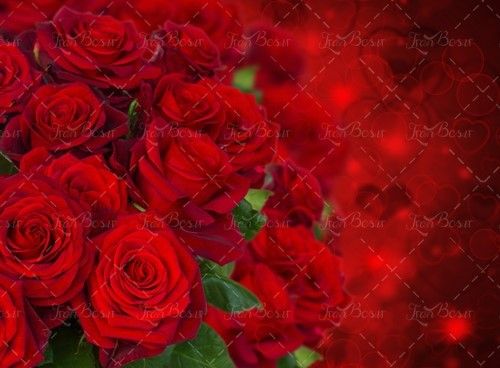 گل رز گل فروشی گل طبیعی رز 1