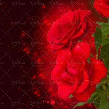 گل قرمز گلفروشی رز قرمز 
