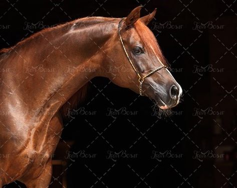 اسب مسابقه باشگاه اسب سواری 