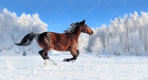 زمستان درخت برف اسب 