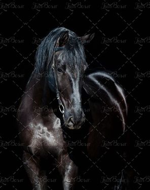 اسب افسار شده اسب سیاه 
