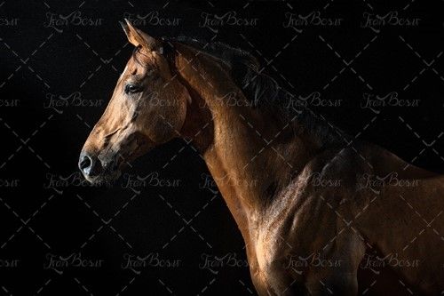 اسب اسب سواری باشگاه سوارکار