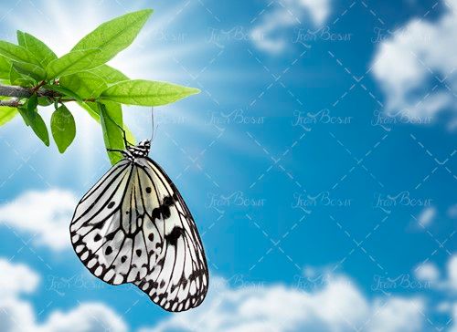 پروانه شاخه درخت منظره طبیعت 