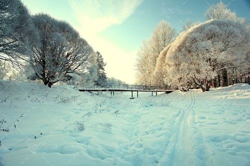 درختان پوشیده از برف پل زمستان 