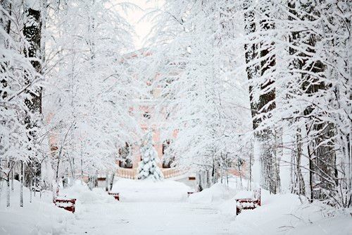 شاخه درخت پوشیده از برف 