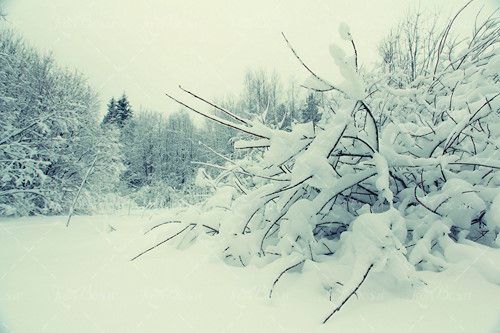 برف سنگین شاخه خشک درخت 