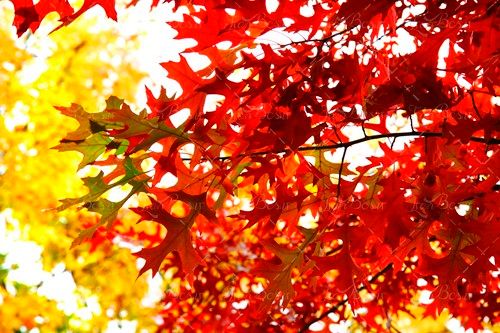 برگ درخت قرمز و زرد طبیعت پاییز 